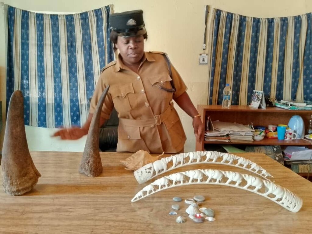 Six Convicted in Blantyre for Dealing in Rhino Horns and Ivory