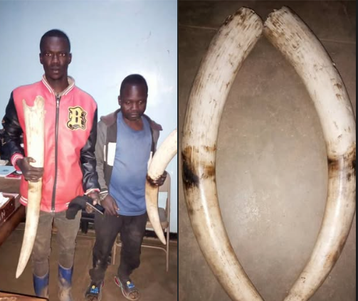 Two Arrested for Possession of Ivory in Chitipa