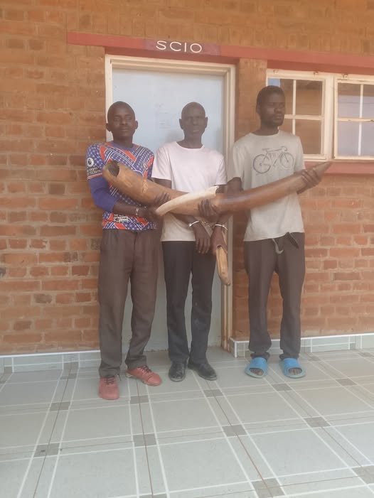 Three Arrested in Rumphi for Possession of Raw Ivory