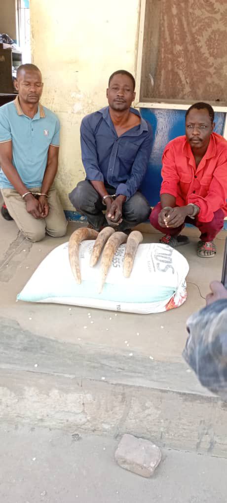 Three Arrested in Chikwawa for Illegal Possession of Ivory