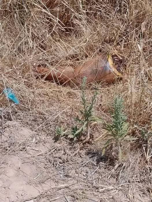 Shock in Kasungu as Human Leg Discovered at Market