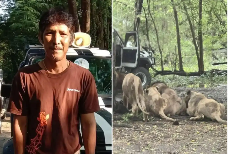 Zookeeper, 58, e@ten alive by pack of lions in front of tourists after stepping out of truck at safari park (See Photos)