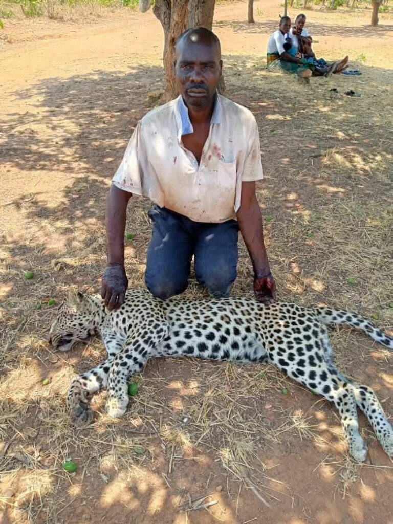 Zambian Headman Kills Leopard with Bare Hands in Self Defence