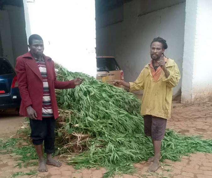 Thyolo Court Jails Two Ganja Farmers for 30 Months