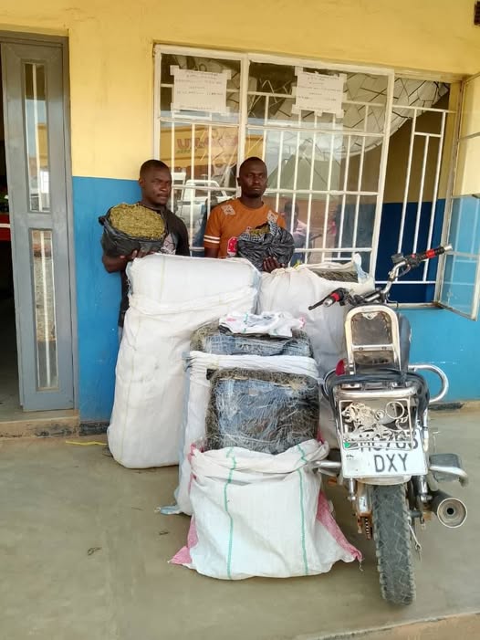 Police nab 2 for possession of cannabis sativa in Mzuzu