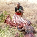 Man Arrested for Killing Buffalo Worth K14 Million in Chikwawa