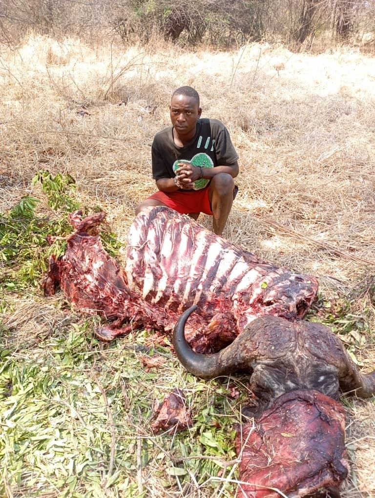 Man Arrested for Killing Buffalo Worth K14 Million in Chikwawa