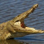 Crocodile Kills 26-Year-Old Man in Likoma