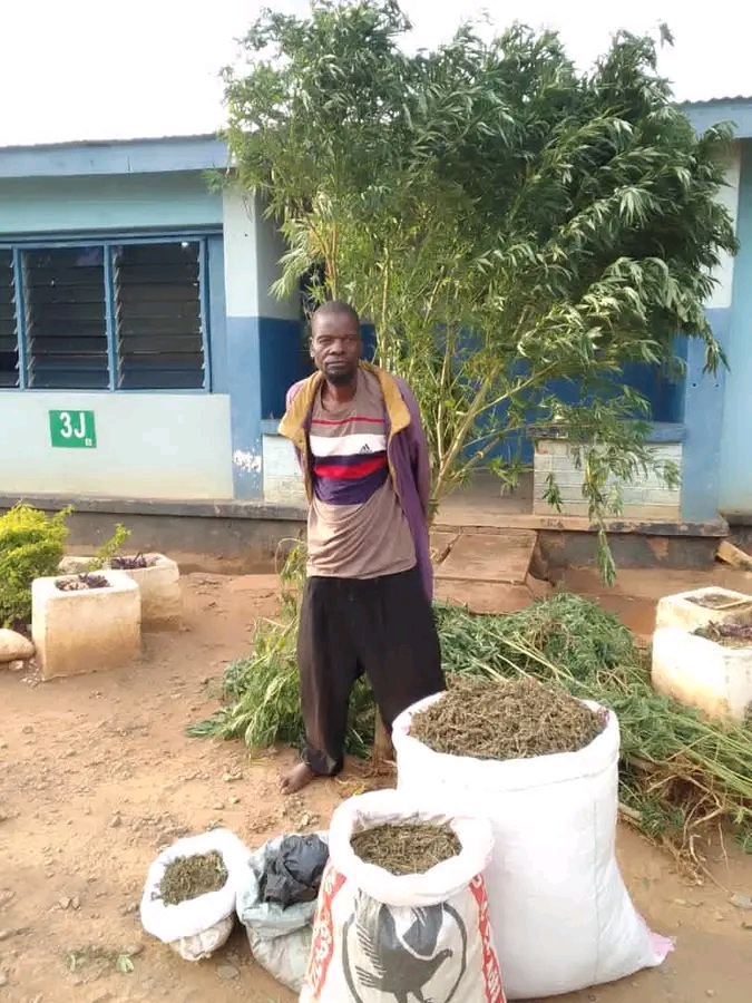 Man Arrested in Chitipa Over Illegal Cannabis Cultivation