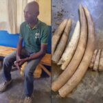 Man Sentenced to 10 Years for Possessing Elephant Tusks in Ntchisi