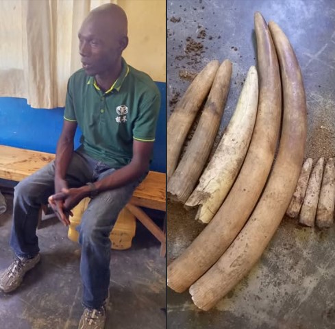 Man Sentenced to 10 Years for Possessing Elephant Tusks in Ntchisi