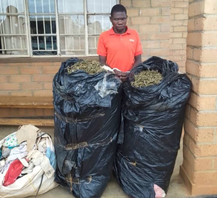 Police in Jenda Arrest Man with 87 Kilograms of Cannabis