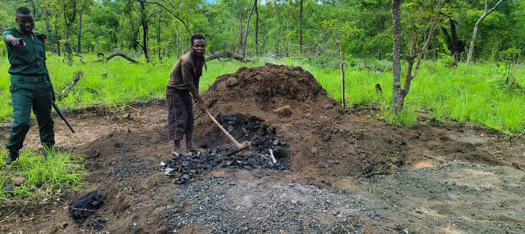Four Men Busted for Rampant Illegal Logging in Mangochi’s Phirilongwe Forest
