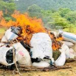 Police Burn Seized Cannabis in Salima