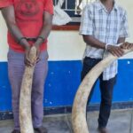 Two Arrested with 68.5kg of Ivory in Nkhotakota