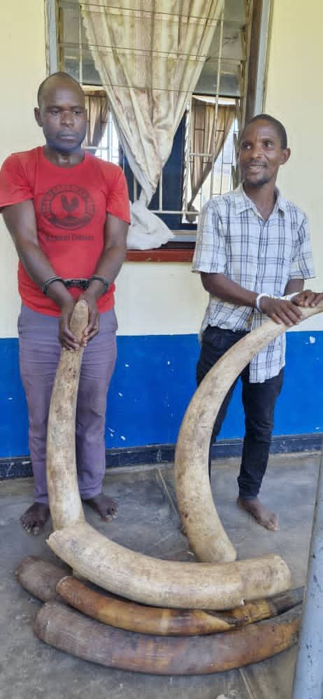 Two Arrested with 68.5kg of Ivory in Nkhotakota