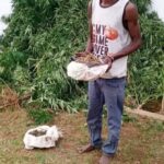 Mchinji Man Arrested for Allegedly Cultivating Cannabis Without Permit