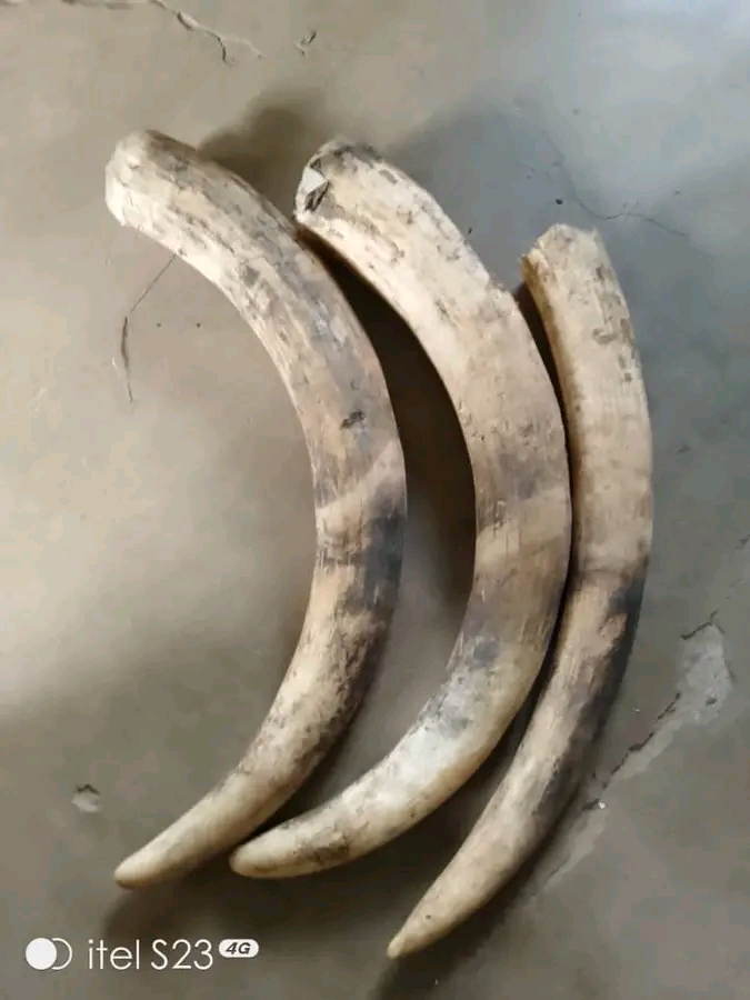 Kasungu Police Nab Two Suspects with 15.5kg of Ivory
