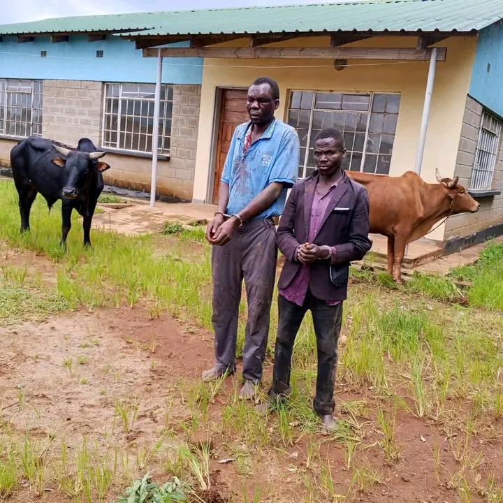 Two Arrested in Kasungu Over Suspected Cattle Theft