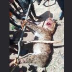 15 Year Old Girl K!lled, Two Injured in Hyena Attack in Mzimba