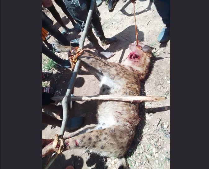15 Year Old Girl K!lled, Two Injured in Hyena Attack in Mzimba