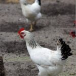 Machinga Mob Kills Suspected Chicken Thief