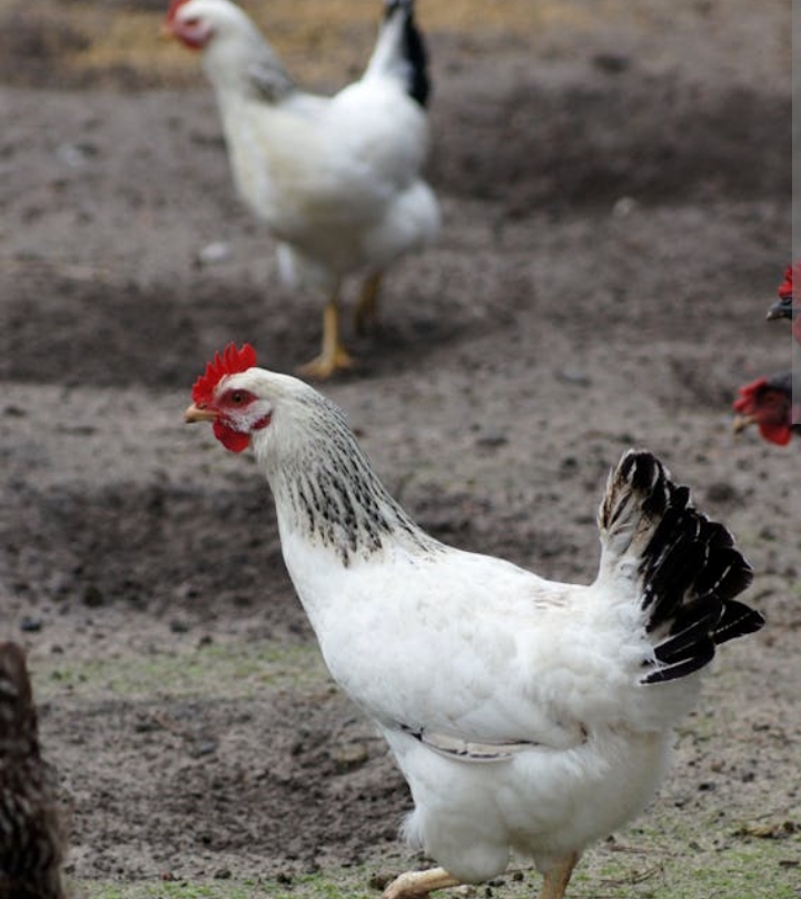 Machinga Mob Kills Suspected Chicken Thief