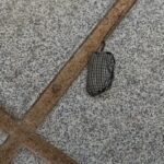 Bizarre: Unidentified Person Drops Charm in Parliament 