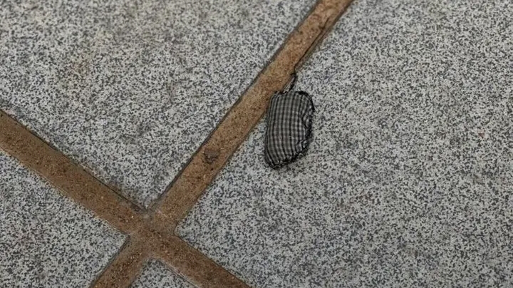 Bizarre: Unidentified Person Drops Charm in Parliament 