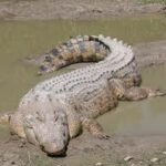 Crocodile snatches 85-year-old man in Dedza