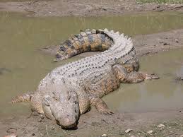 Crocodile snatches 85-year-old man in Dedza