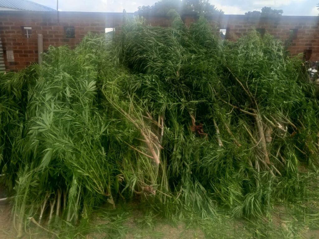 Ntcheu Police Destroy 500 Cannabis Plants in Njolomole Village