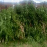 Ntcheu Police Destroy 500 Cannabis Plants in Njolomole Village