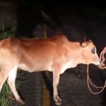 Man Arrested in Chitipa Over Suspected Cattle Theft