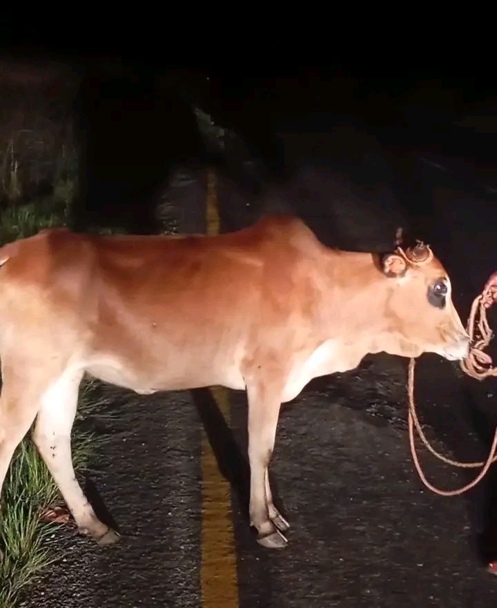 Man Arrested in Chitipa Over Suspected Cattle Theft