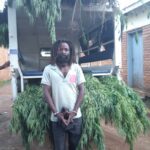 Rasta Man Arrested in Chiradzulu for Illegal Cultivation of Indian Hemp