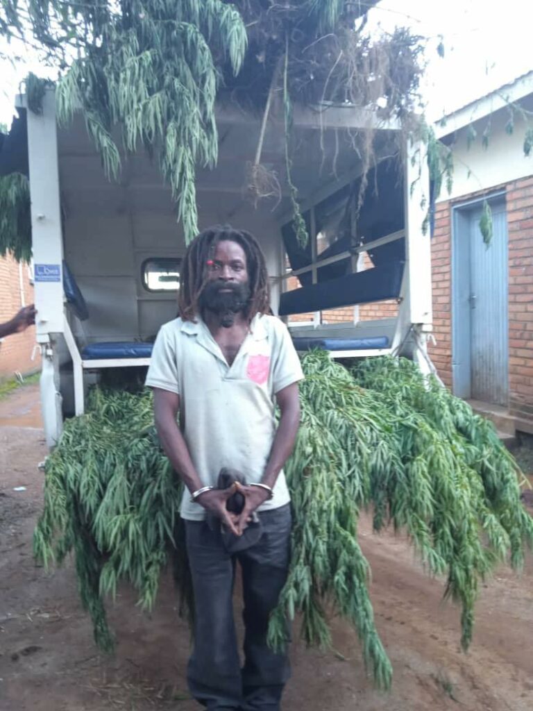 Rasta Man Arrested in Chiradzulu for Illegal Cultivation of Indian Hemp