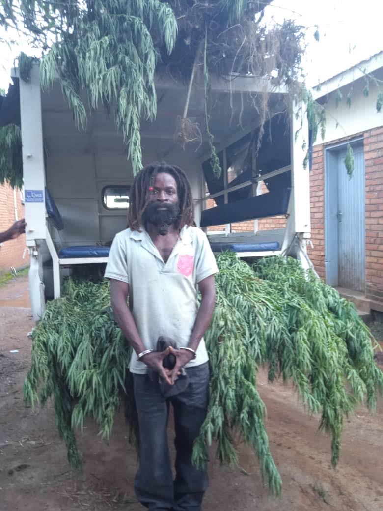 Rasta Man Arrested in Chiradzulu for Illegal Cultivation of Indian Hemp
