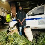 Rastaman Arrested for Cultivating Cannabis Without Permit