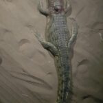 Villagers Kill Crocodile Near Lodge in Chikwawa