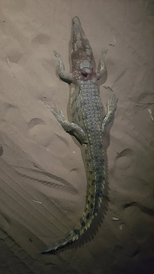 Villagers Kill Crocodile Near Lodge in Chikwawa