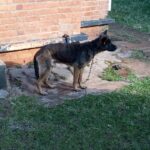 Security Guard Killed by Dogs While on Duty in Zomba