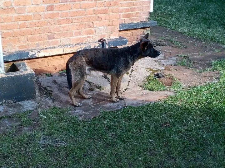 Security Guard Killed by Dogs While on Duty in Zomba