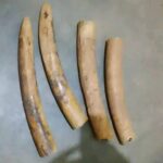 Two Arrested in Mchinji Over Illegal Possession of Ivory