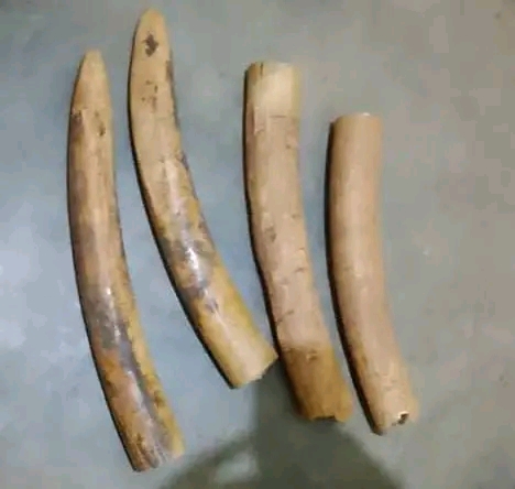 Two Arrested in Mchinji Over Illegal Possession of Ivory