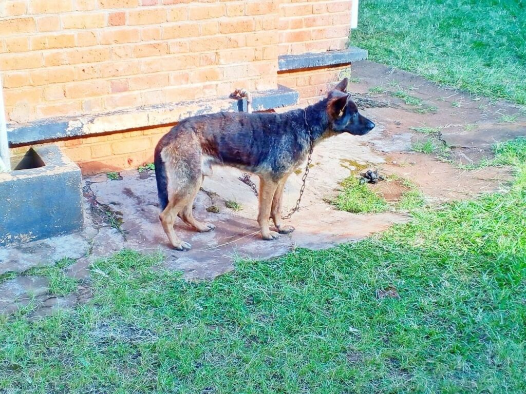 Case of Dogs Accused of Killing Guard Escalates to High Court
