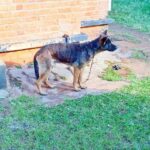 Case of Dogs Accused of Killing Guard Escalates to High Court