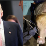 Bangladesh Government Stops Slaughter Of Albino Cow Nicknamed ‘Donald Trump’
