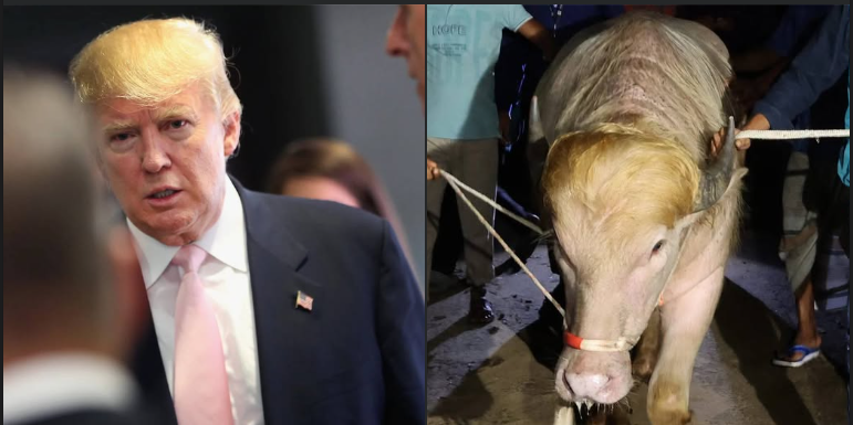 Bangladesh Government Stops Slaughter Of Albino Cow Nicknamed ‘Donald Trump’