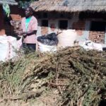Man Fined K1 Million Over 85kg of Cannabis in Chitipa